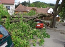 Kwikfynd Tree Cutting Services
parwan