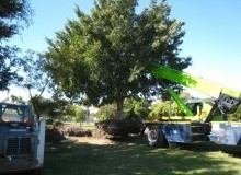 Kwikfynd Tree Management Services
parwan